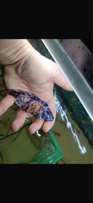 Ciclide africane de vanzare