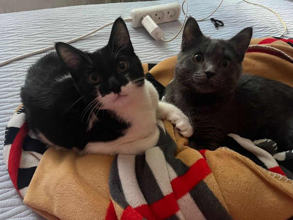 Отдам котят в добрые руки