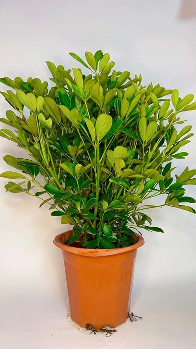 Шеффлера шикарная  70-80 см