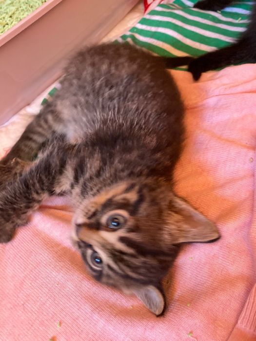 Котики в добрые руки