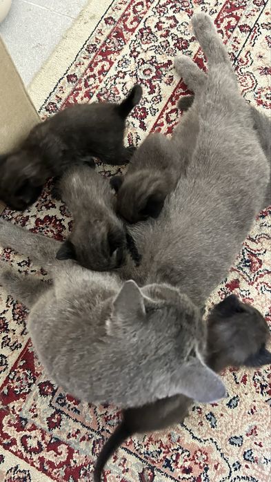 Котята, серые. Отдам в добрые руки.