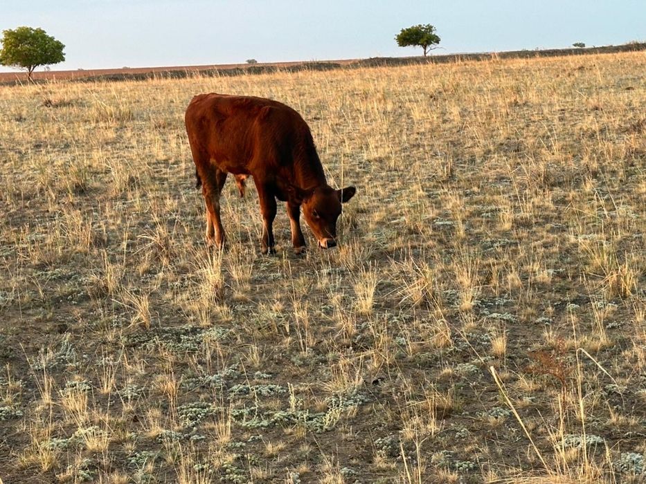Бука сатамын  30 бас подсос  срочно