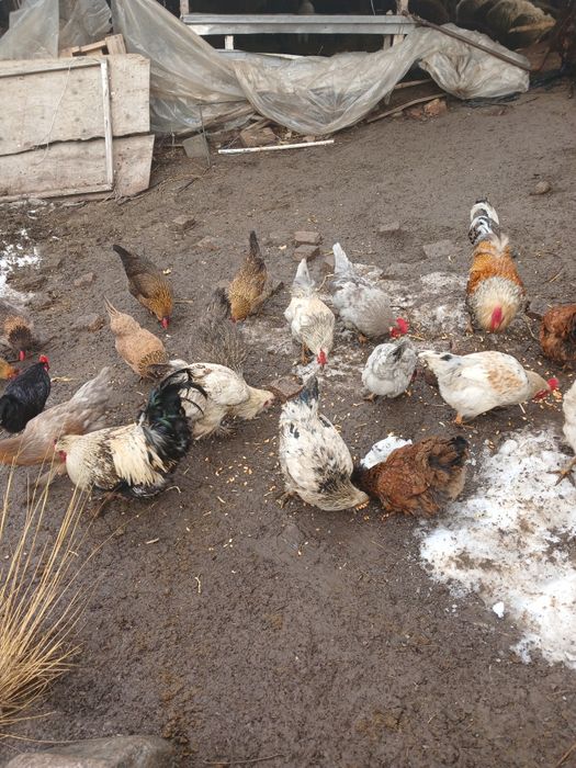 Продам Қораз,Петух