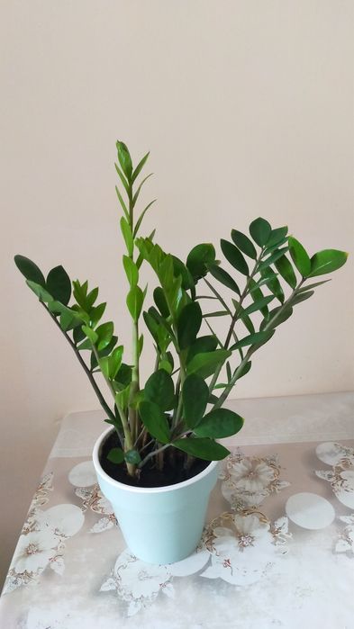 Продам молодое долларовое дерево