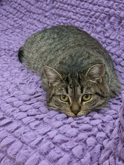 Кошка 10 мес