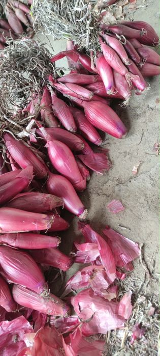 Vand ceapa rosie de apa