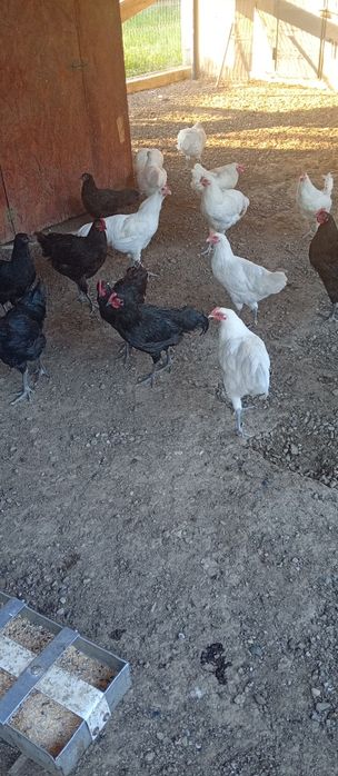 Puicuțe și cucoși de vânzare