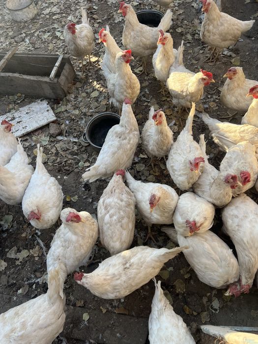 Продам куры несушек