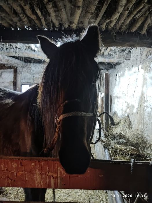 Продаются лошади/Жылқы сатылады