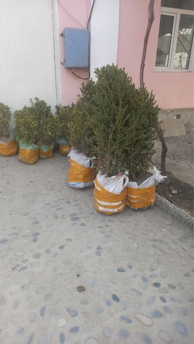 Манзарали арча кочатлари