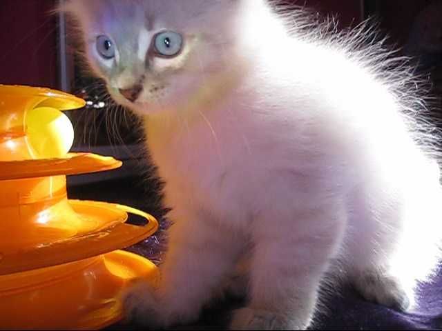 Порода: Невская Маскарадная, окрас Silver Point.