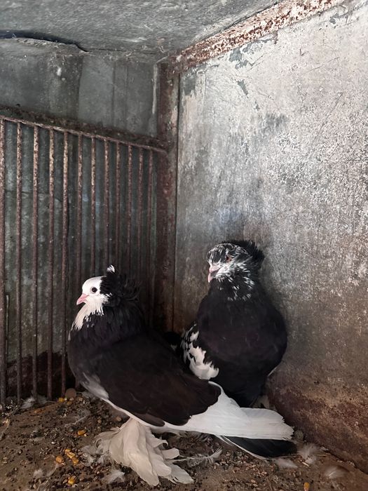 Vând porumbei și găini