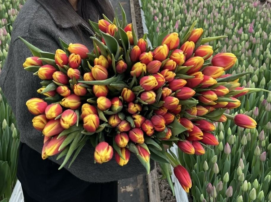 Тюльпан оптом и в розницу