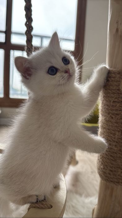 Британская шиншилла!