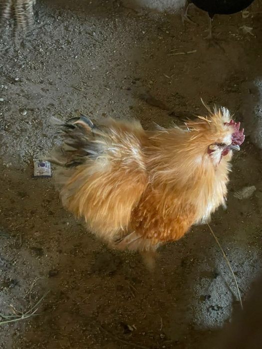 Хурозлар бор зотли