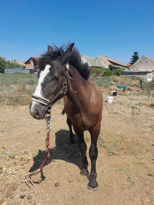 De vanzare mânz de 8 luni