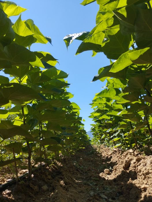 Фиданки от топола