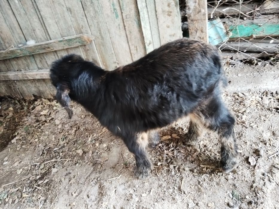 Козы продам 4шт продам