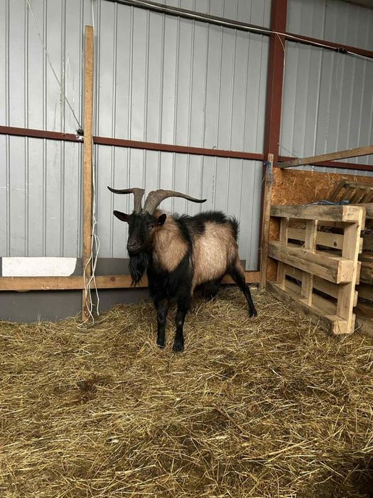 Vand tap alpin francez