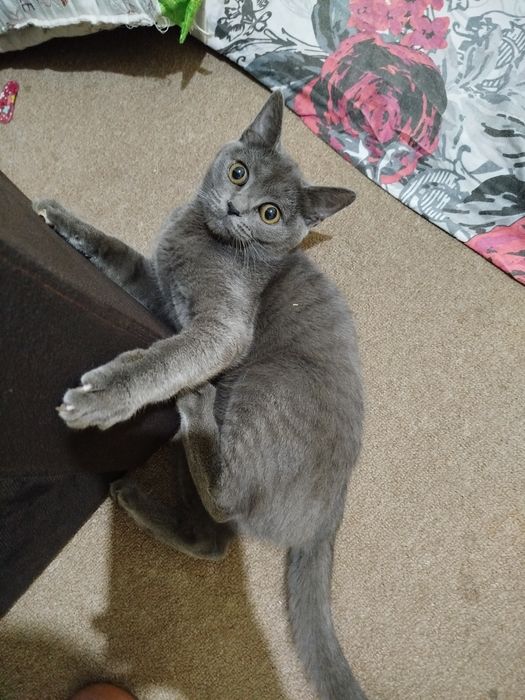 Katta kokrak bilan onlayn porno