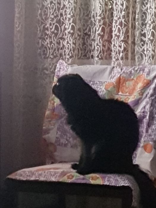 Отдам в добрые руки котика