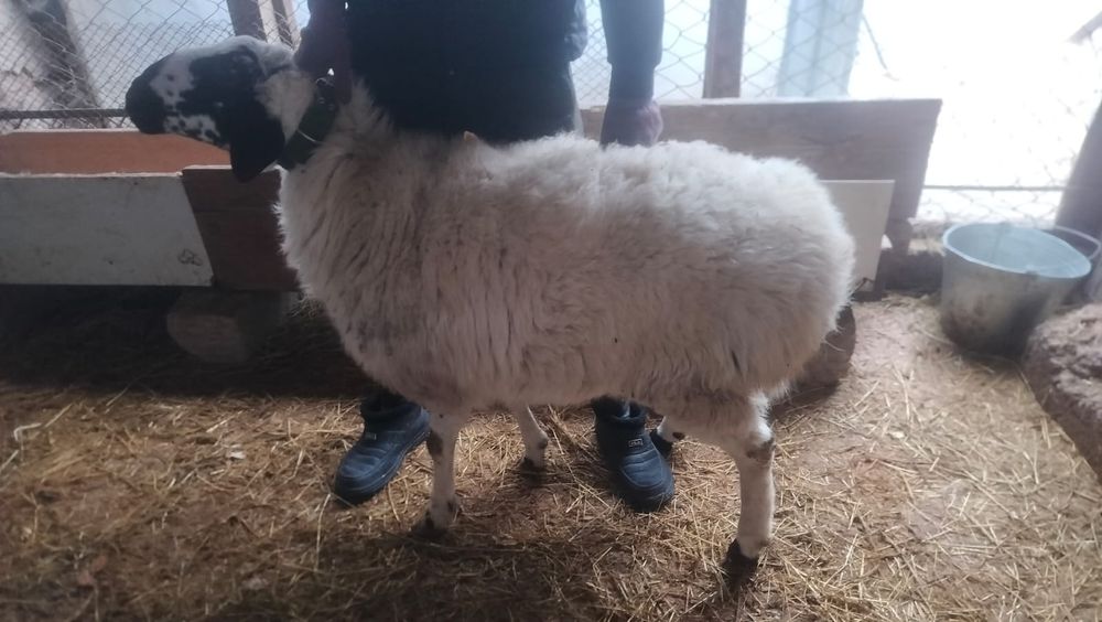 Кой кошкар сатылады