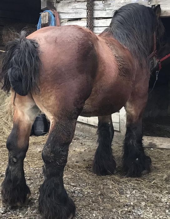 Armăsar ardenez de montă