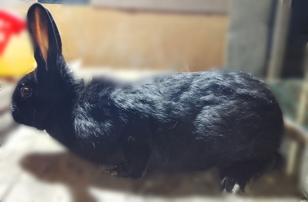 Продам самок-крольчих