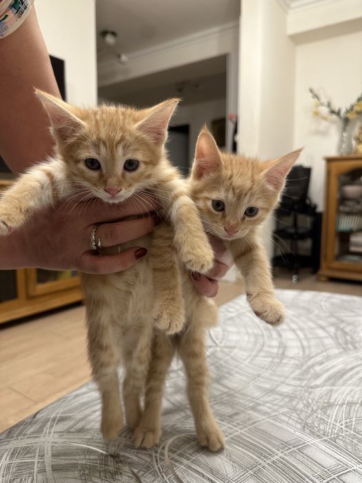 Продаются пушистые котята