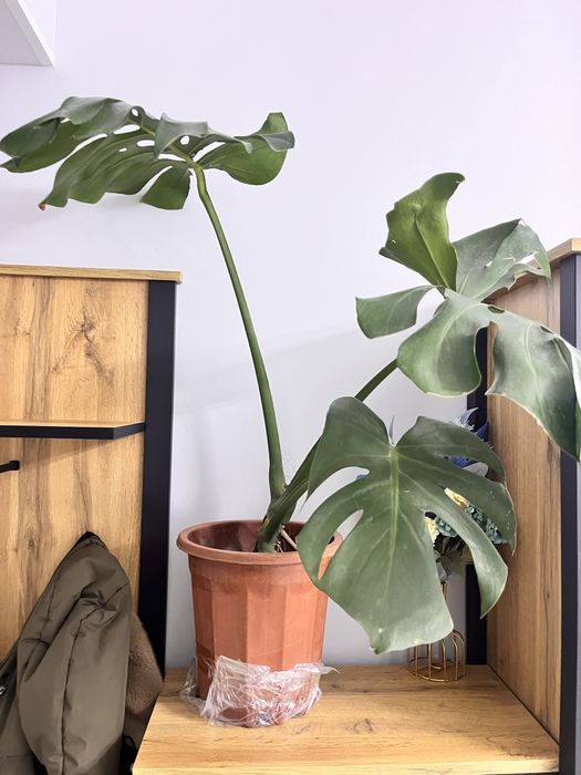 Монстера, комнатные цветы