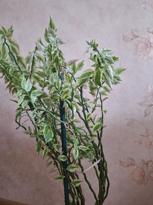 Педилантус или хребет дракона