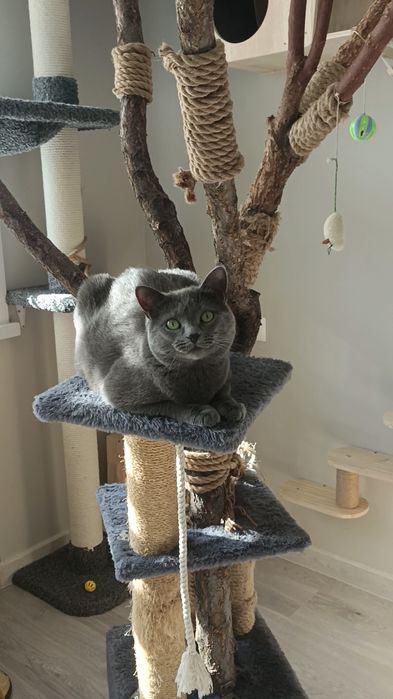 ЗООгостиница Передержка КОШЕК