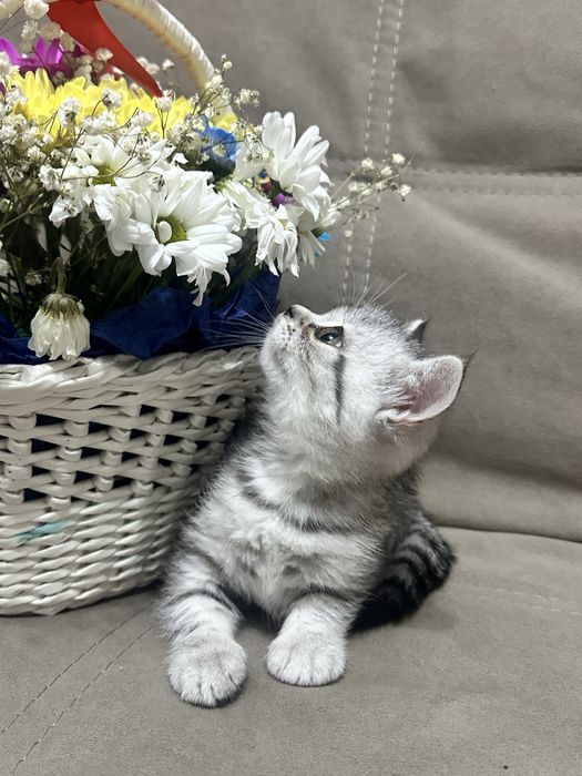 Шотландская прямоухая( девочка)