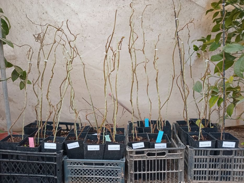 Banan kivi zaytun uzum galubik  arbuts kuchatlari bor