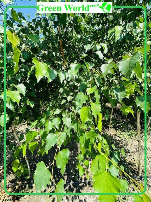 Tabiatning nafis mo’jizasi- Beryoza!