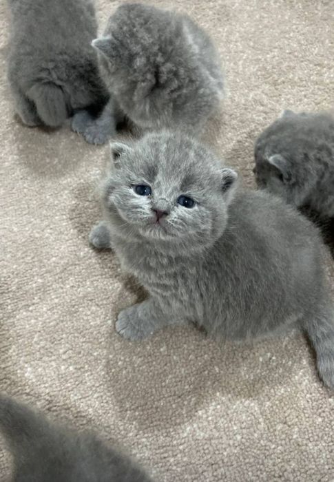 Продается британские котята