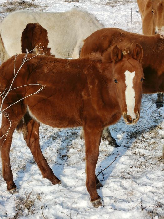 Жабағылар сатылады