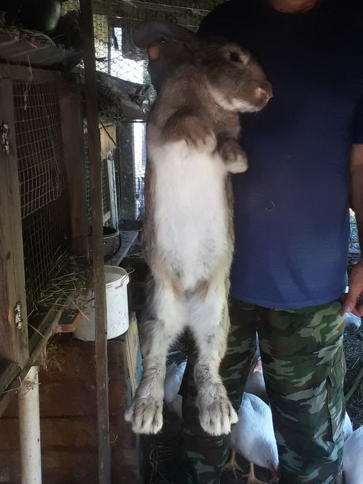 Обмен крол франдер