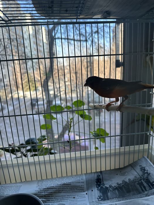 канареечка самка