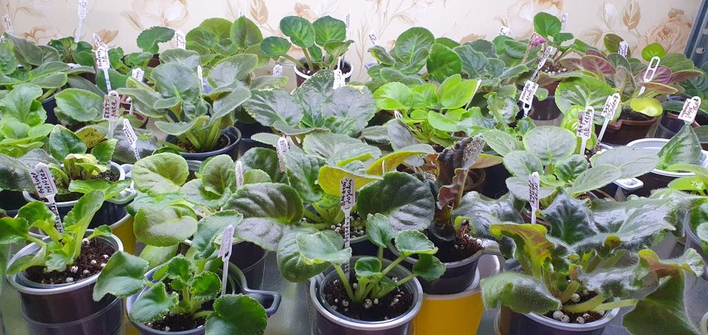 Продам сортовые фиалки