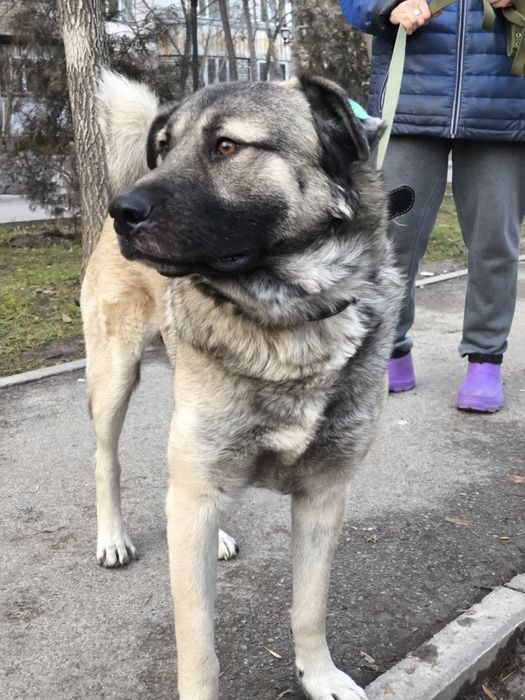 Ищем дом Мишке породы кангал