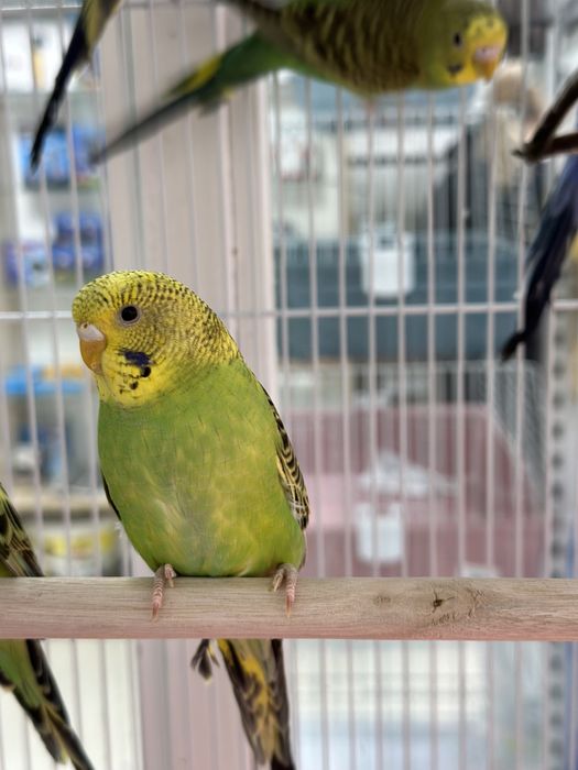 Волнистые попугаи, попугайчики