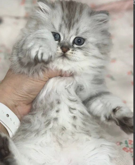 Элитные золотая и голубая шиншилла (британский тип)