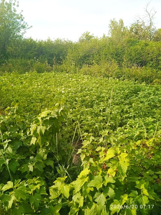 Продам дачу " Уралочка"