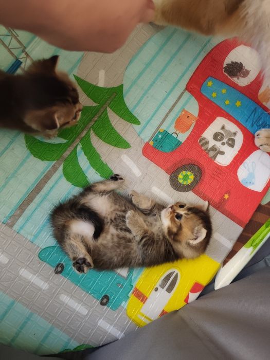 Бесподобные котята Манчкины