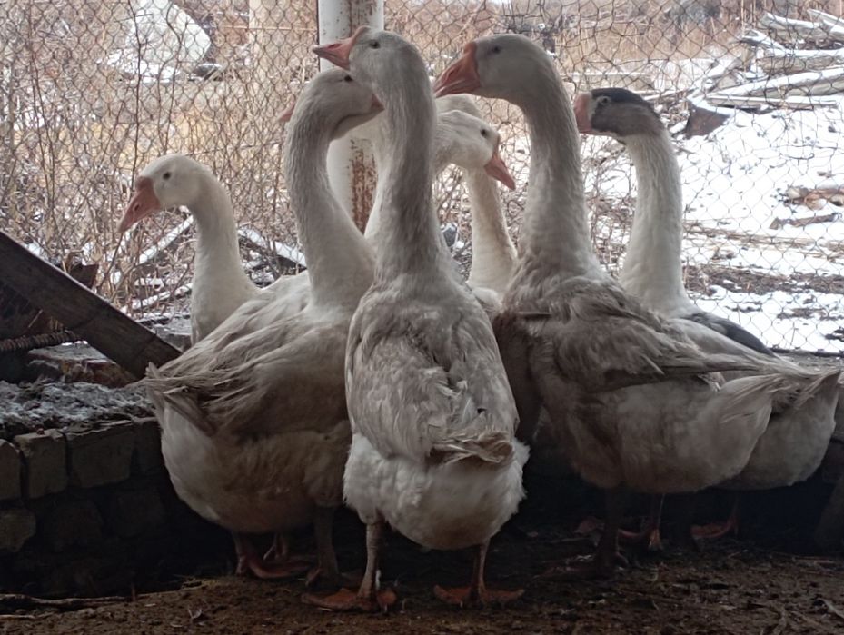 Қаздар сатылады, 12мын