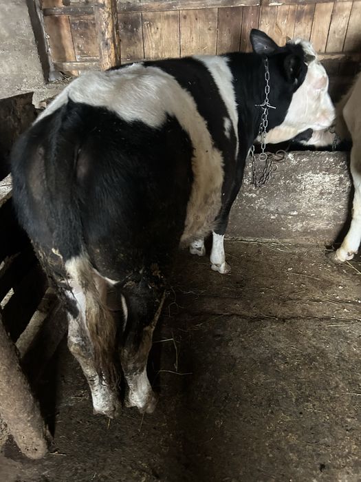 De vandare vitica  0741730 869