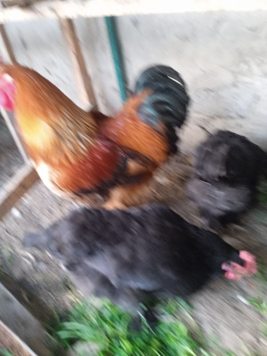 Продаются яйца брамы