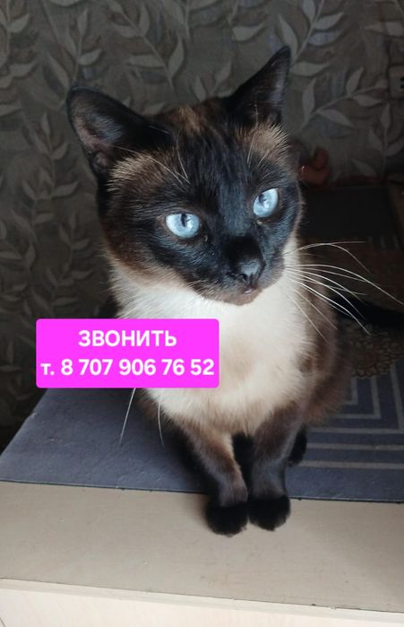 Кастрированный котик 2 года