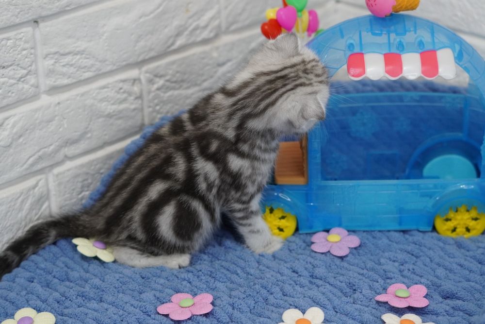 Шотландские котятки